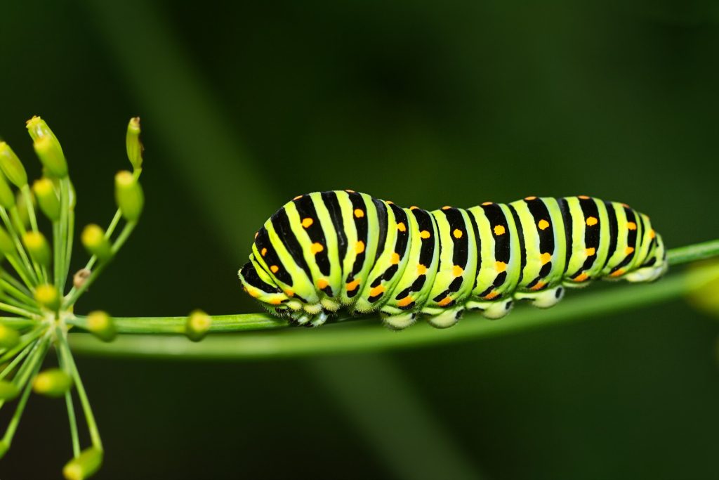 Look for large holes in the leaves, frass (excrement) on the foliage, and the presence of the caterpillars themselves. 