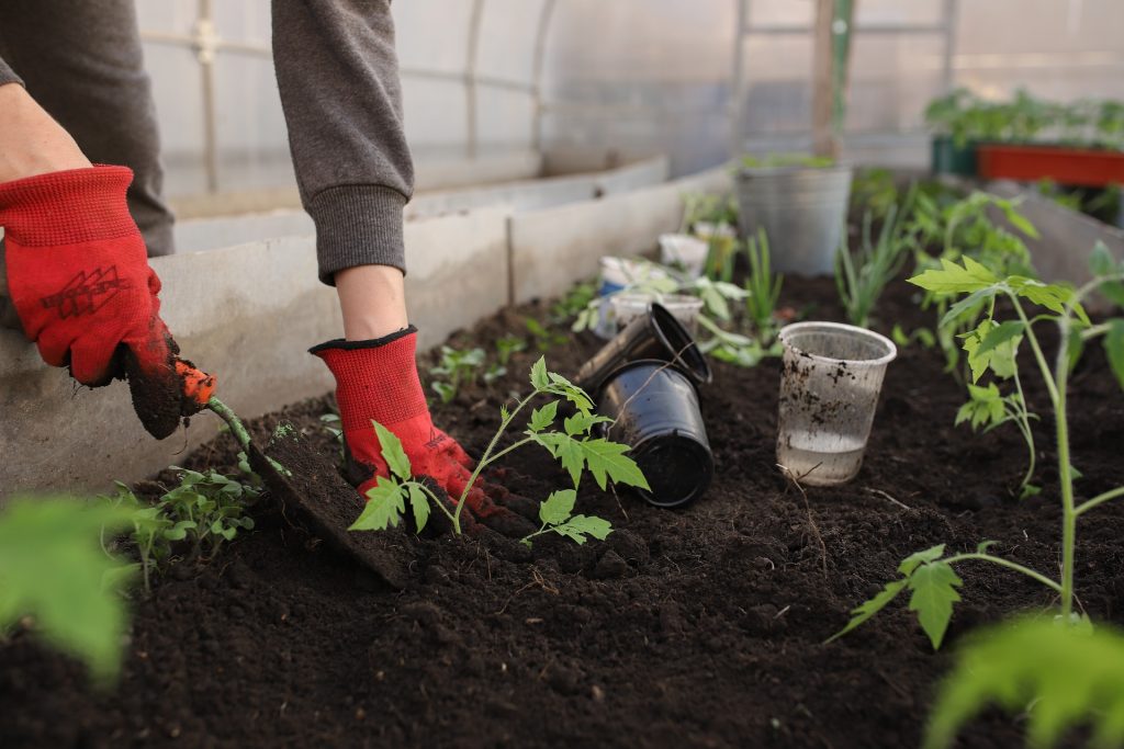 Growing Beautiful Tomatoes, Tomatoes are a popular plant for many gardeners due to their delicious flavor, versatility, and ease of growing. However, to grow beautiful tomatoes, you need to know how to care for them properly.