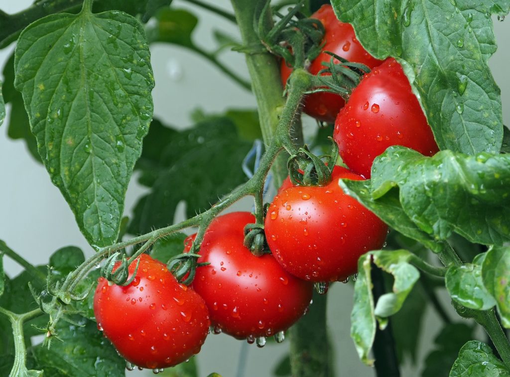 Growing Beautiful Tomatoes, Tomatoes are a popular plant for many gardeners due to their delicious flavor, versatility, and ease of growing. However, to grow beautiful tomatoes, you need to know how to care for them properly.