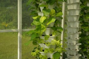 Hydroponic gardening is a fun and rewarding way to grow your plants and vegetables without soil.