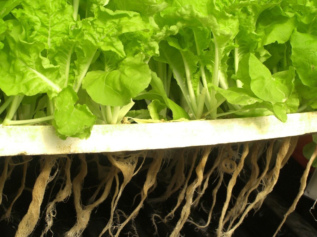 The Future of Gardening: The Advantages of Using a Hydroponic Gardening Kit!