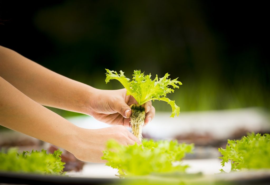 The Advantages of Using a Hydroponic Gardening Kit!