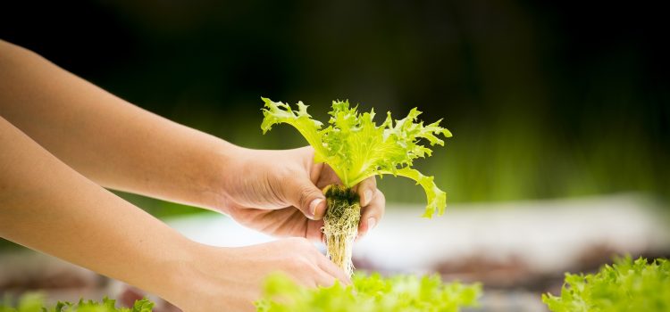 <strong>10 Surprising Benefits of Hydroponic Gardening</strong>