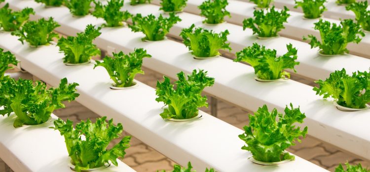 The Advantages of Using a Hydroponic Gardening Kit!
