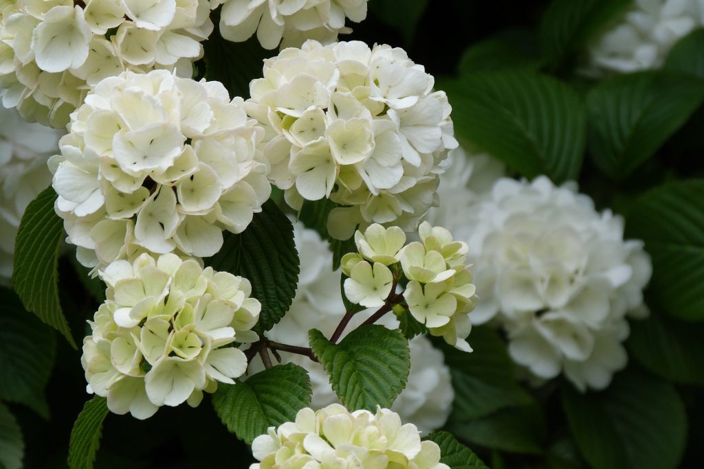 Florida Native Plants for Residential Landscaping , Walter's Viburnum is a versatile plant that can be used as a hedge or screen in your garden. It produces fragrant white flowers and blackberries that are a food source for many birds.