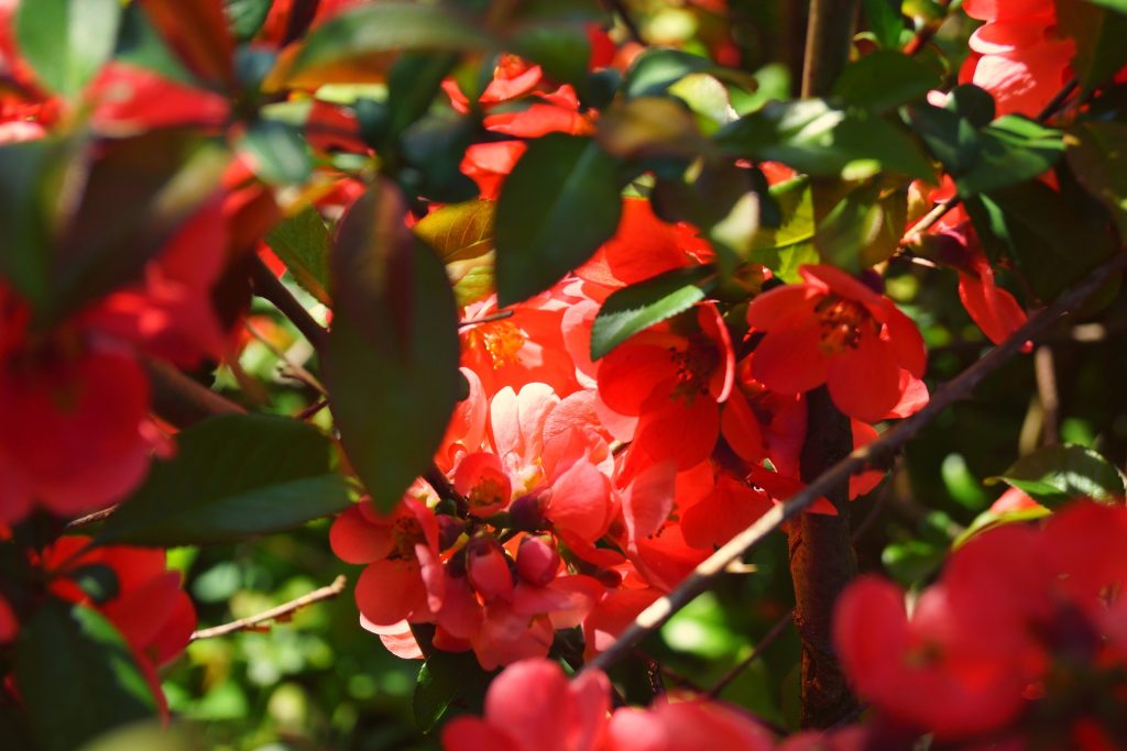 Firebush is a stunning plant that produces bright orange and red flowers that attract hummingbirds and butterflies. This plant is drought-tolerant and can grow up to 8 feet tall, making it an excellent option for adding height and color to your garden. 