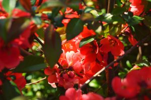Are you looking for beautiful and low-maintenance plants to enhance your landscaping in Florida? Look no further than the native plants