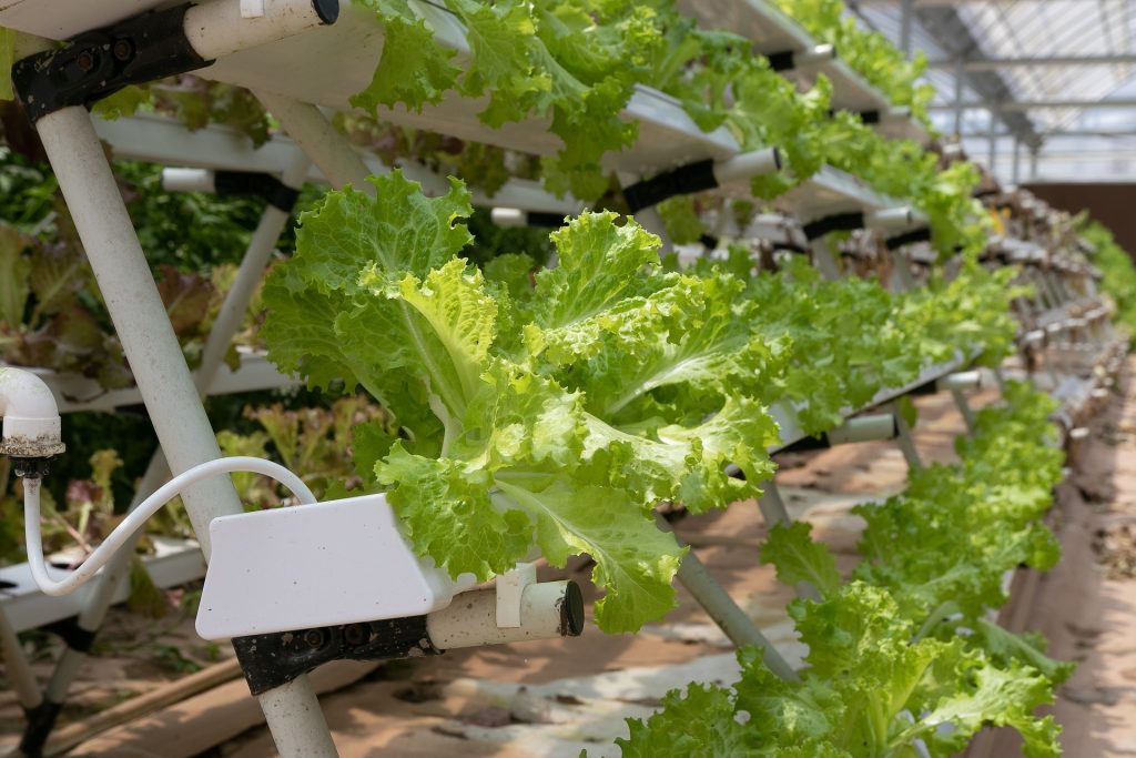 How to Build Your Hydroponic Garden: Step-by-Step Instructions