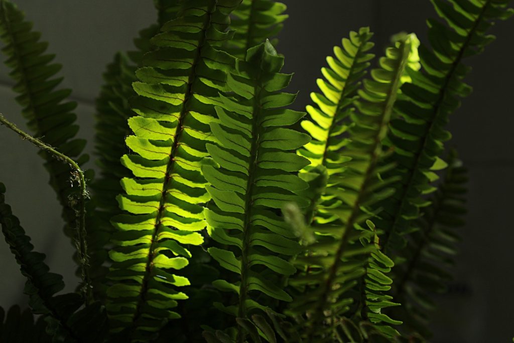 Boston ferns are known for their lush, green foliage and their ability to remove formaldehyde and xylene from the air.