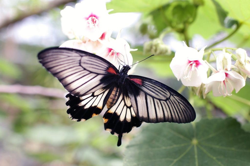 Plants that attract Butterflies 
Bringing Butterflies to Your Backyard: How to Plant a Garden That Attracts These Beautiful Insects
