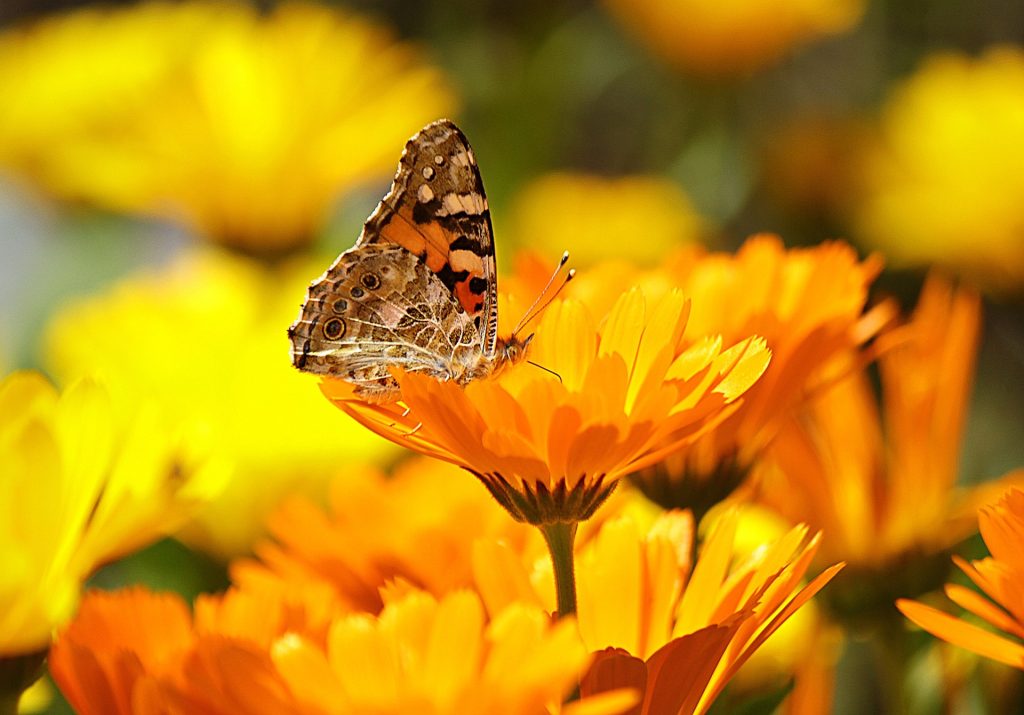 Plants that attract Butterflies 
Bringing Butterflies to Your Backyard: How to Plant a Garden That Attracts These Beautiful Insects
