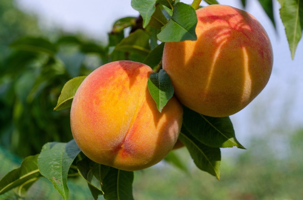 How to Plant and Care for Dwarf Peach Trees in Florida