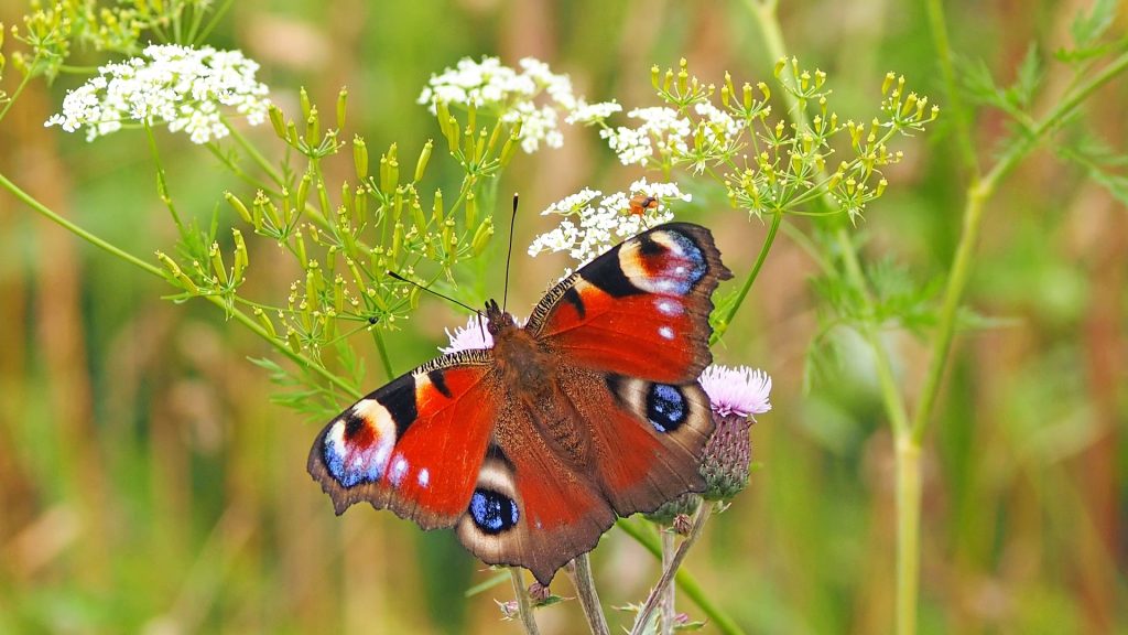 Plants that attract Butterflies 