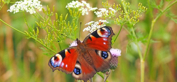 Plants that attract Butterflies Bringing Butterflies to Your Backyard: How to Plant a Garden That Attracts These Beautiful Insects